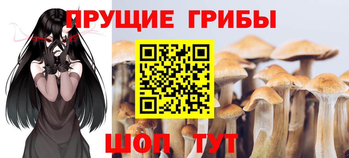 Вышний Волочёк  Псилоцибиновые грибы MAGIC MUSHROOMS  Вход с VPN 